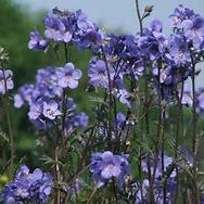 Image result for Polemonium yezoense (BRESSINGHAM PURPLE)