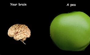 Image result for Pea Brain. People