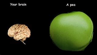 Image result for Anencephalic Pea Brain