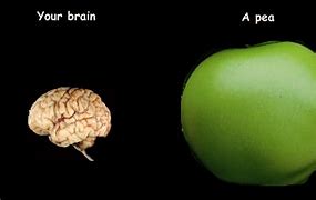 Image result for Pea Brain Meme