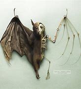 Image result for Bat Skeleton Key
