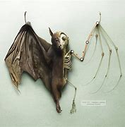 Image result for Bat Skeleton Art