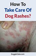 Image result for Skin Rash On Dogs