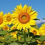 Image result for Sunflower Widescreen Wallpaper