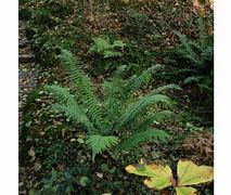 Bildresultat för Dryopteris cycadina