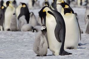 Image result for Adult and Baby Penguin