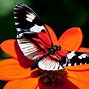 Image result for White Butterfly Wallpaper