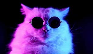 Image result for Cool Cat 1080X1080