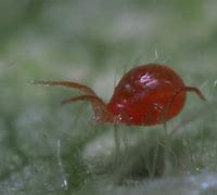 Image result for Predatory Mite Red