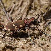 Image result for cicindela_hybrida