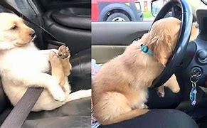 Image result for Puppies Doing Funny Things