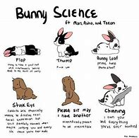 Image result for Cute Bunny Cartoon Memes