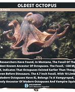 Image result for Octopus Ancestor