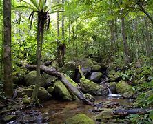 Image result for Dense Rainforest