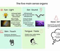 Image result for Sense of Smell Memory