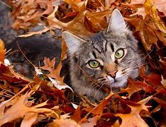 Image result for Cat in Leaves