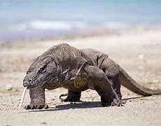 Image result for Big Giant Lizard