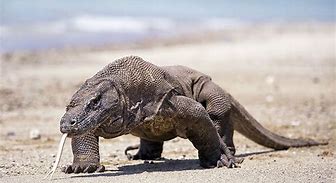 Image result for Lizards of the World