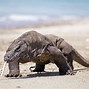 Image result for Biggest Lizard On Earth