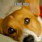 Image result for Funny Corgi Memes