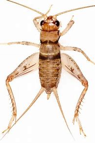 Image result for House Cricket Nymph