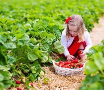 Image result for Fat Kid Picking Strawberries