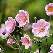 Image result for Anemone tomentosa Robustissima
