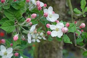 Image result for Malus domestica Gris Braibant