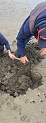 Image result for Clam Digging in Maine
