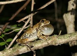 Image result for PA Tree Frogs