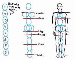 Image result for Anatomy Circle Drawing