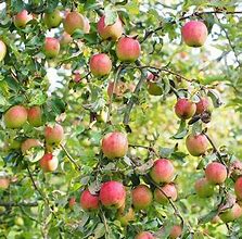 Image result for Gala Apple Tree Flowering