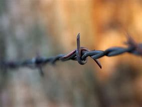 Image result for Barbed Wire