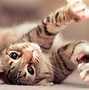 Image result for Cute Cat Desktop