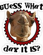 Image result for Funny Hump Day Graphics