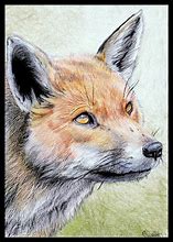 Image result for Colored Pencil Fox