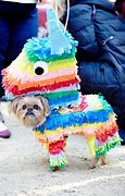 Image result for Funny Halloween Animals