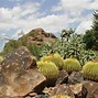 Image result for Arizona Desert Biome Plants