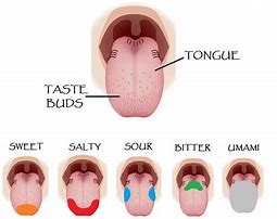 Image result for Taste Buds On Your Tongue