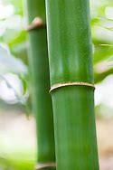 Image result for Bamboo Pen