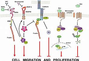 Image result for Inhibition of Cell Proliferation