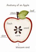 Image result for Cell Components of an Apple