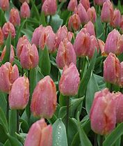 Tulipa Salmon Prince ಗಾಗಿ ಇಮೇಜ್ ಫಲಿತಾಂಶ