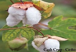 Image result for Cotton Cash Crop