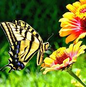 Image result for Yellow Butterfly On Flower