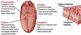 Image result for Papilloma of Tongue