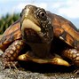 Image result for Tortoise Wierd