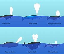 Image result for Whale Sprout