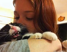 Image result for That Awkward Moment Funny Cat Memes