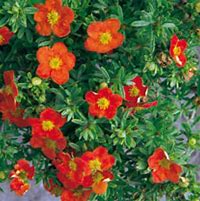 Bildergebnis für Potentilla fruticosa Red Lady